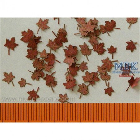 Ahorn Blätter Trocken / Maple leaves dry 1/35 